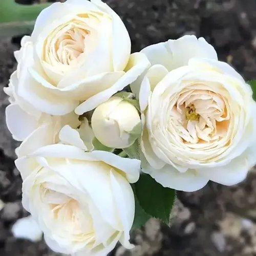Роза АРТЕМИС шраб в Иваново