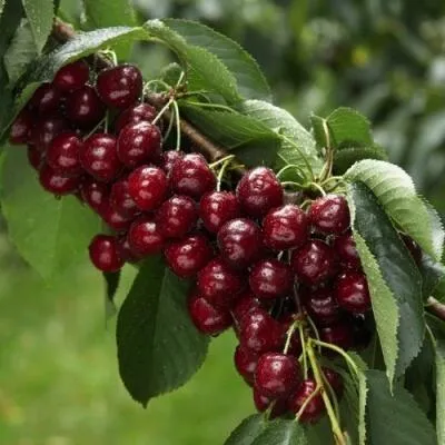 Саженцы вишни оптом в Иваново